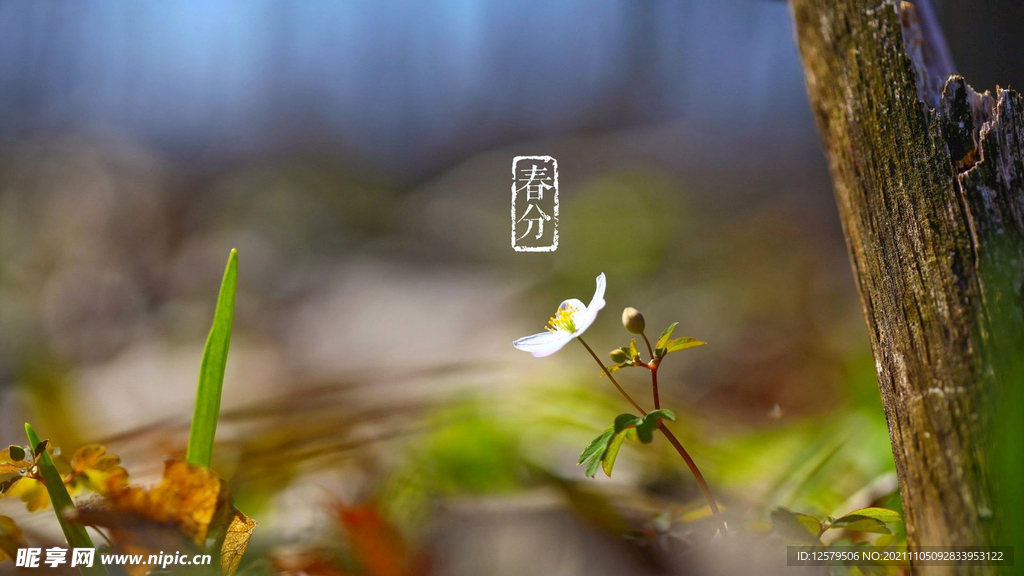 一朵小花桌面壁纸