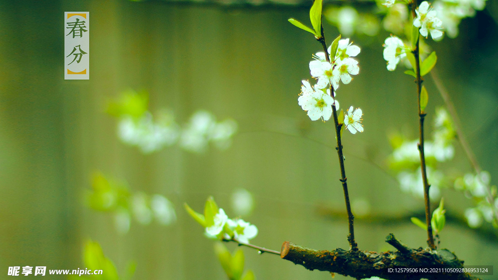 绿叶白花桌面壁纸