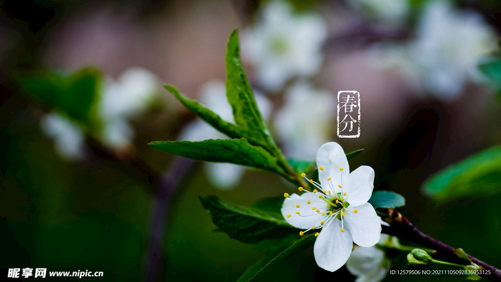 桃花桌面壁纸