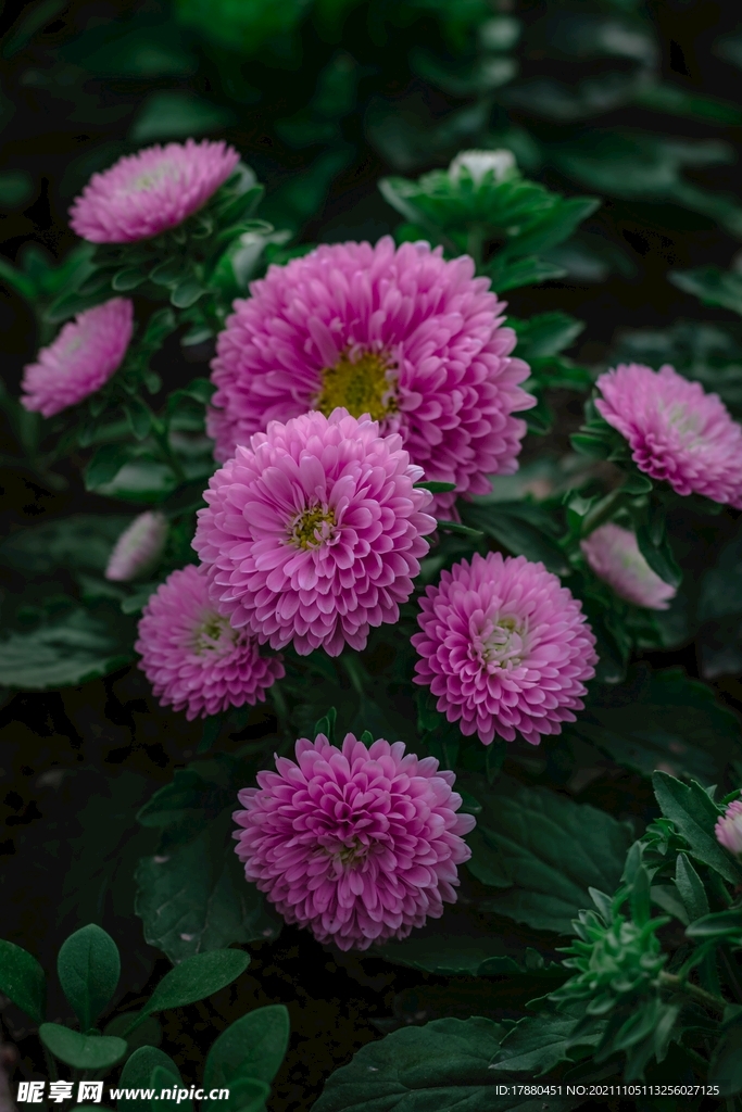 菊花