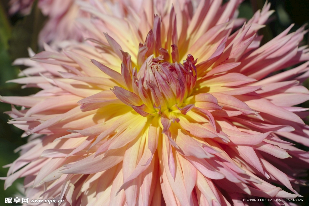 菊花