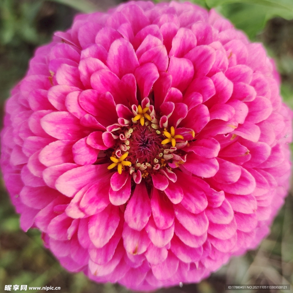 百日菊