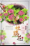 杜鹃花