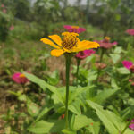 松果菊花
