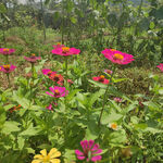 小花