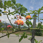 月季花
