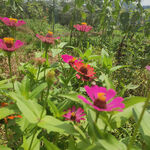 小花