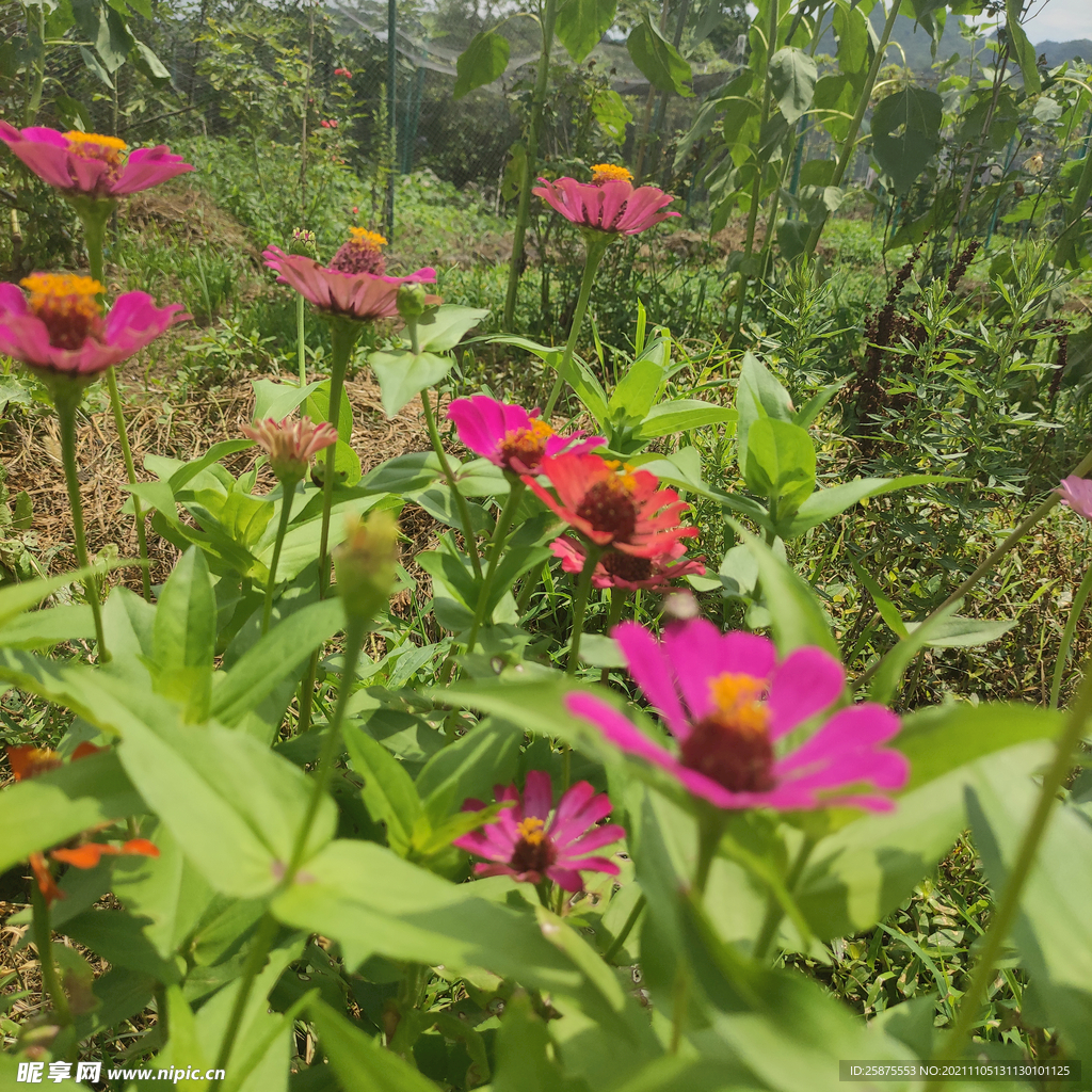 小花