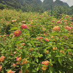 花花