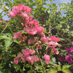 月季花