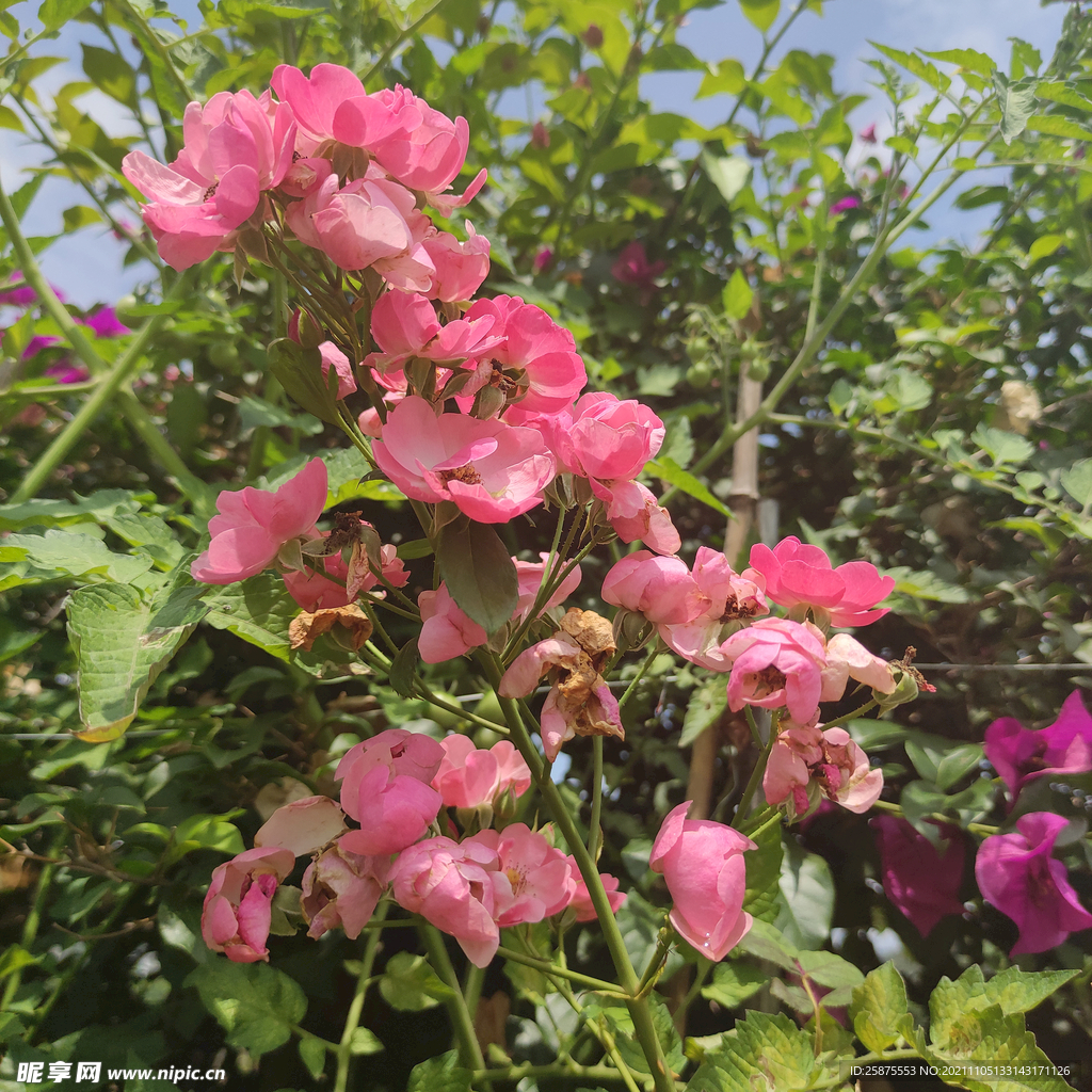 月季花