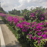 花花