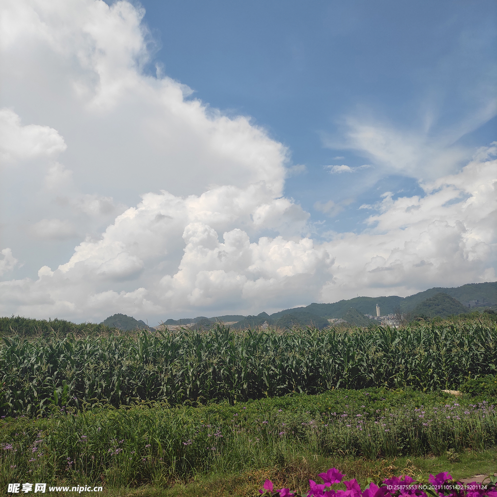 玉米地