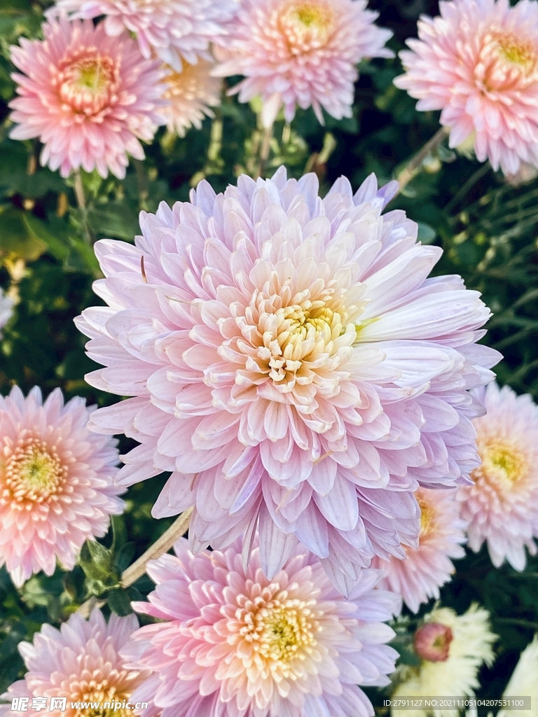 菊花高清图