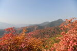 香山红叶