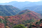 香山红叶