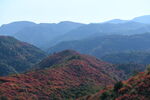 香山红叶