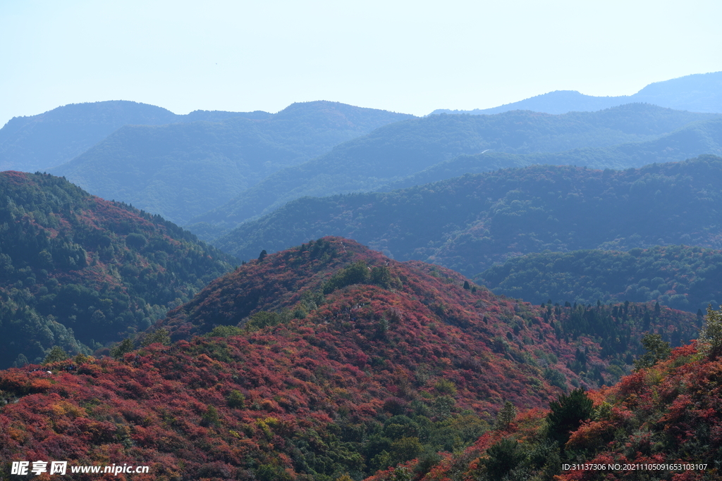 香山红叶