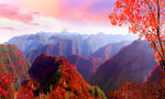 香山红叶