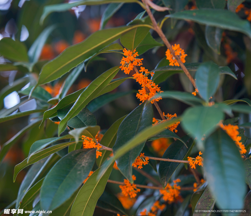 金桂花树