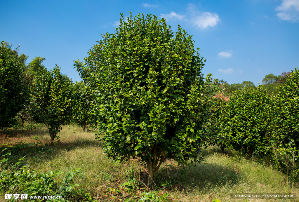 茶梅茶树