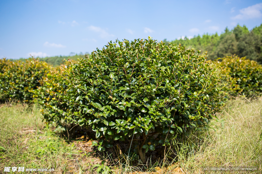 茶梅茶树