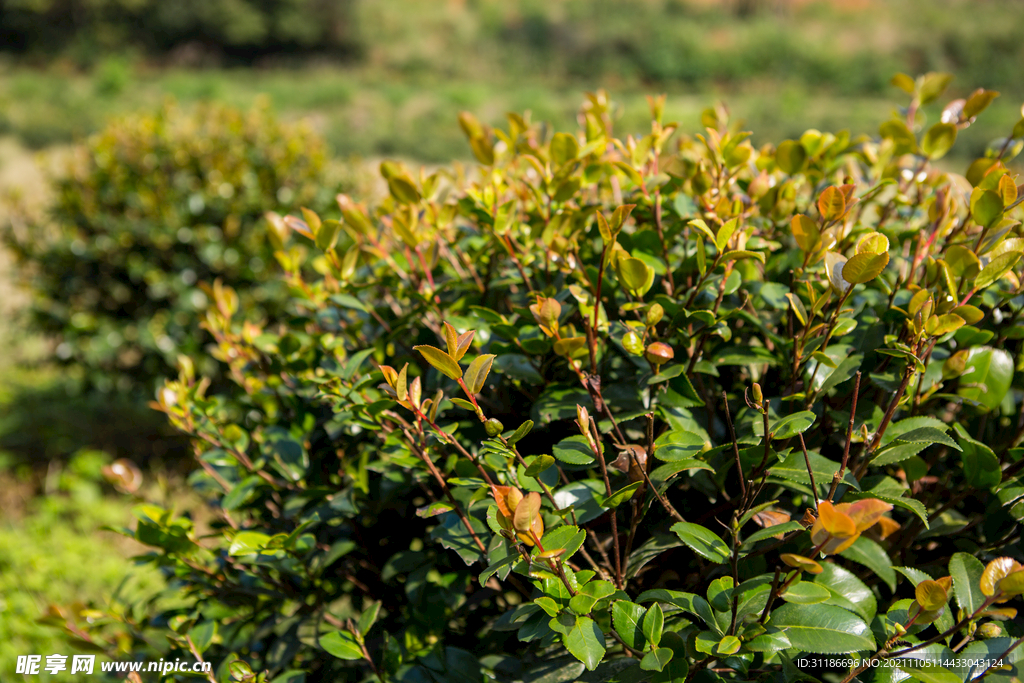 茶梅茶树