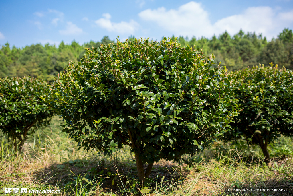 茶梅茶树