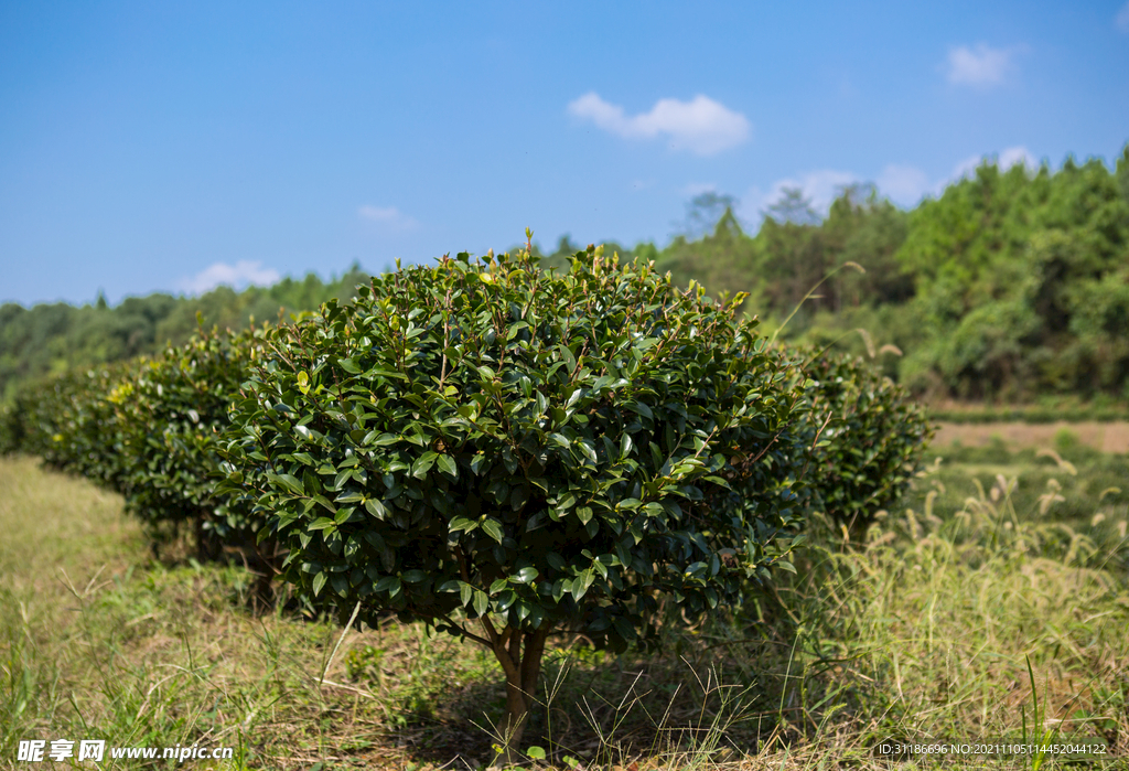 茶梅茶树