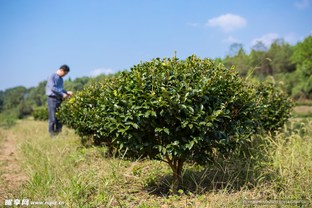 茶梅茶树