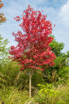 美国红枫树