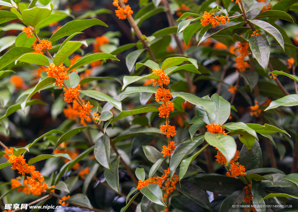 金桂花树