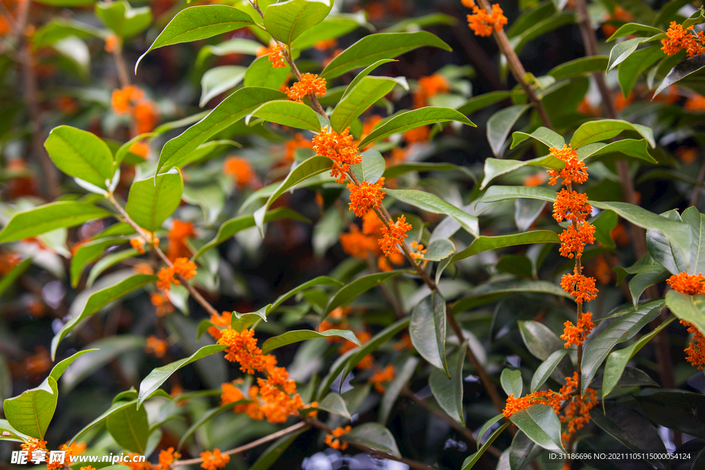 金桂花树