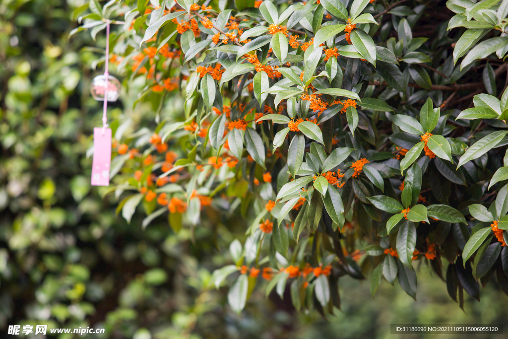 金桂花树