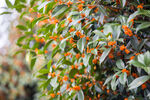 金桂花树