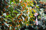 金桂花树