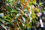 金桂花树