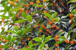 金桂花树