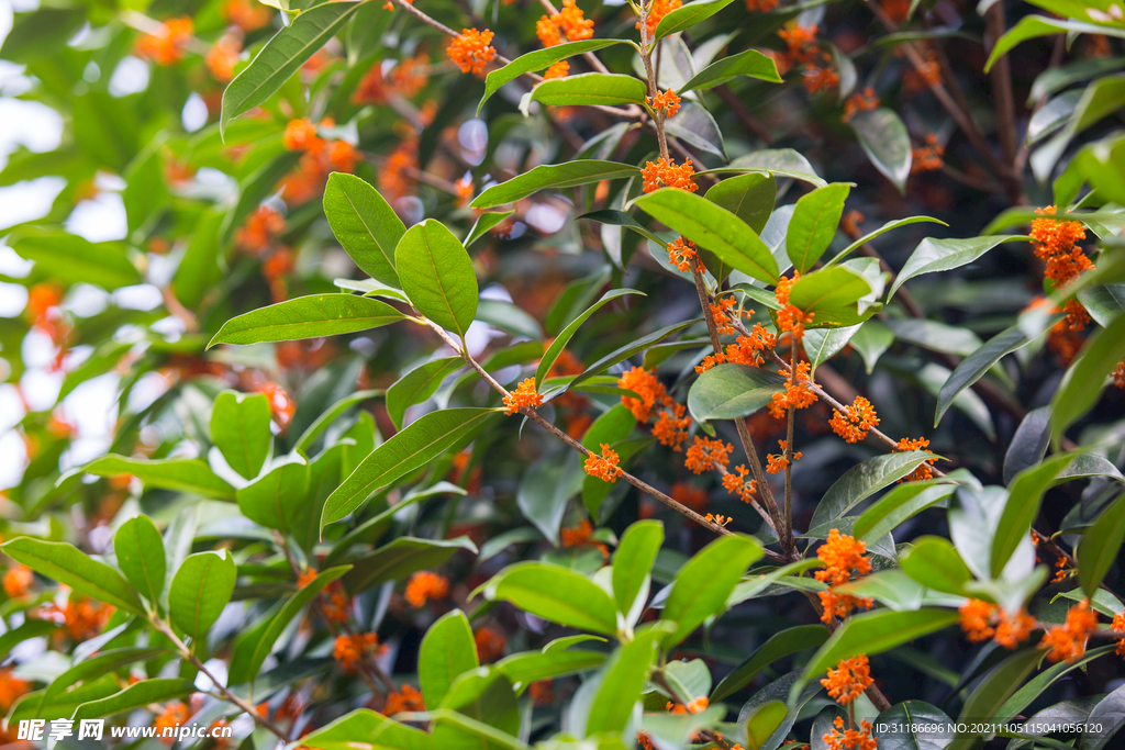 金桂花树