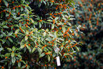 金桂花树