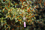 金桂花树