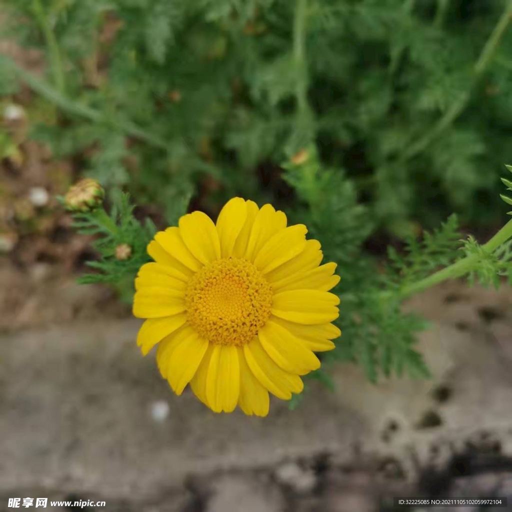 黄花