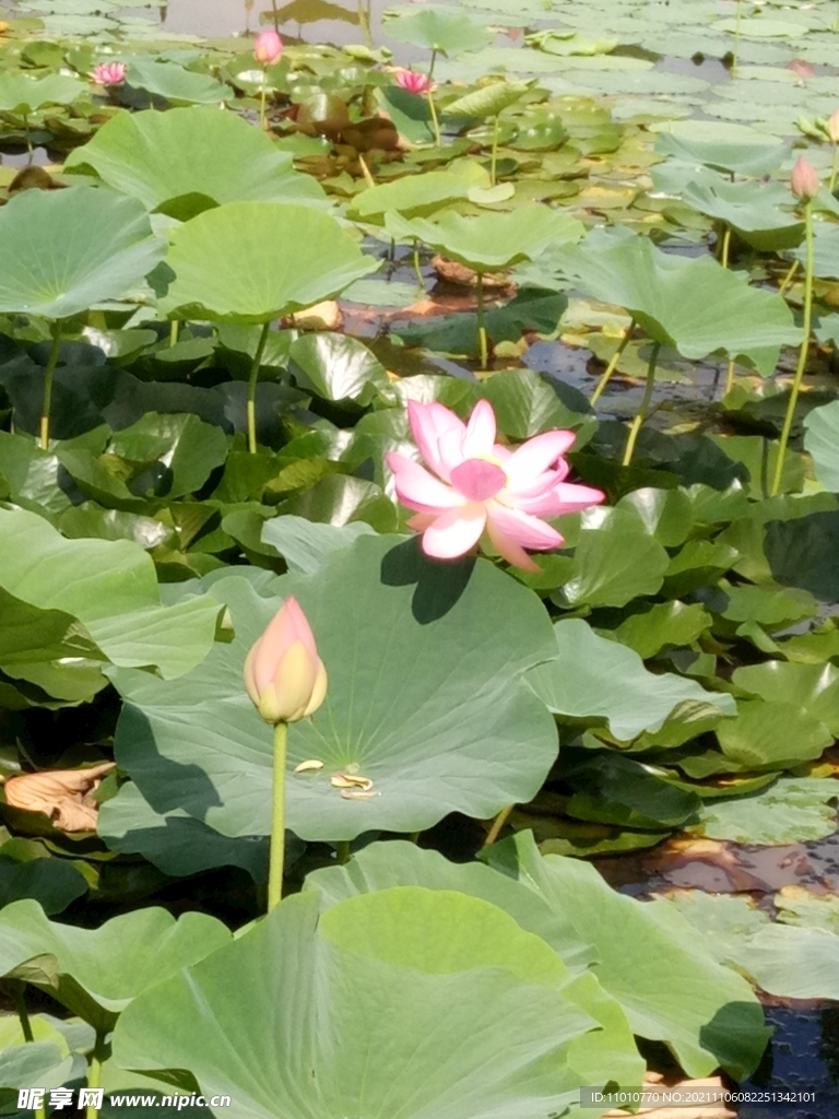荷花