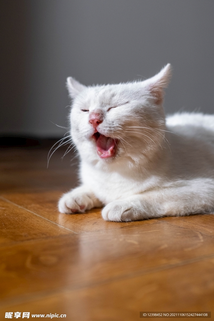 可爱的猫咪