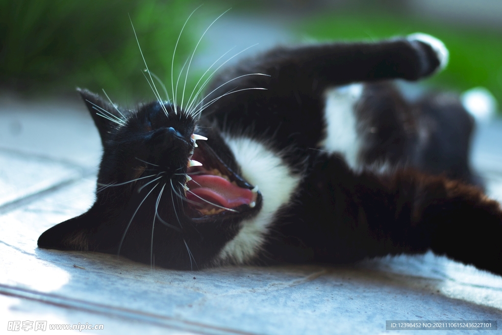 可爱的猫咪