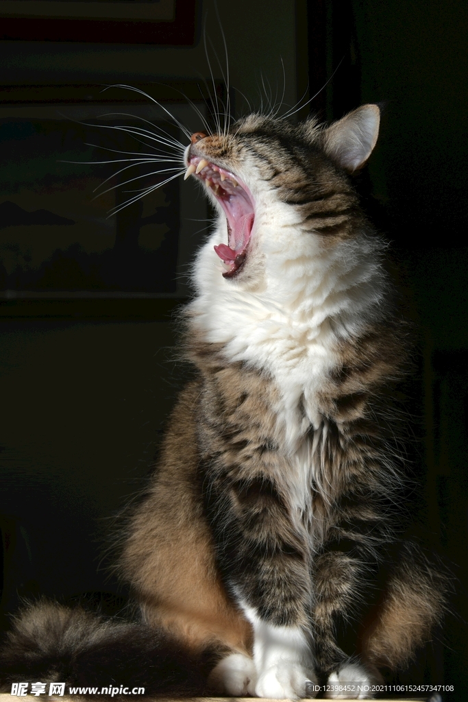 可爱的猫咪