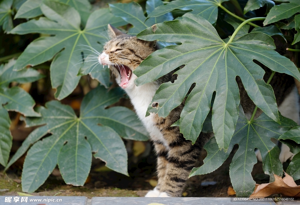 可爱的猫咪