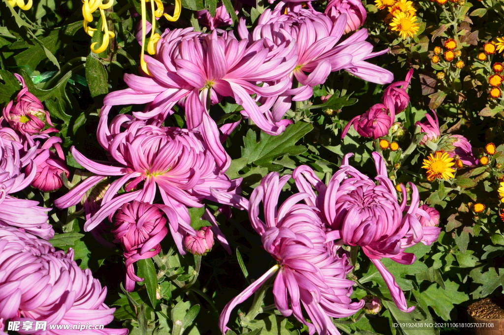 菊花 