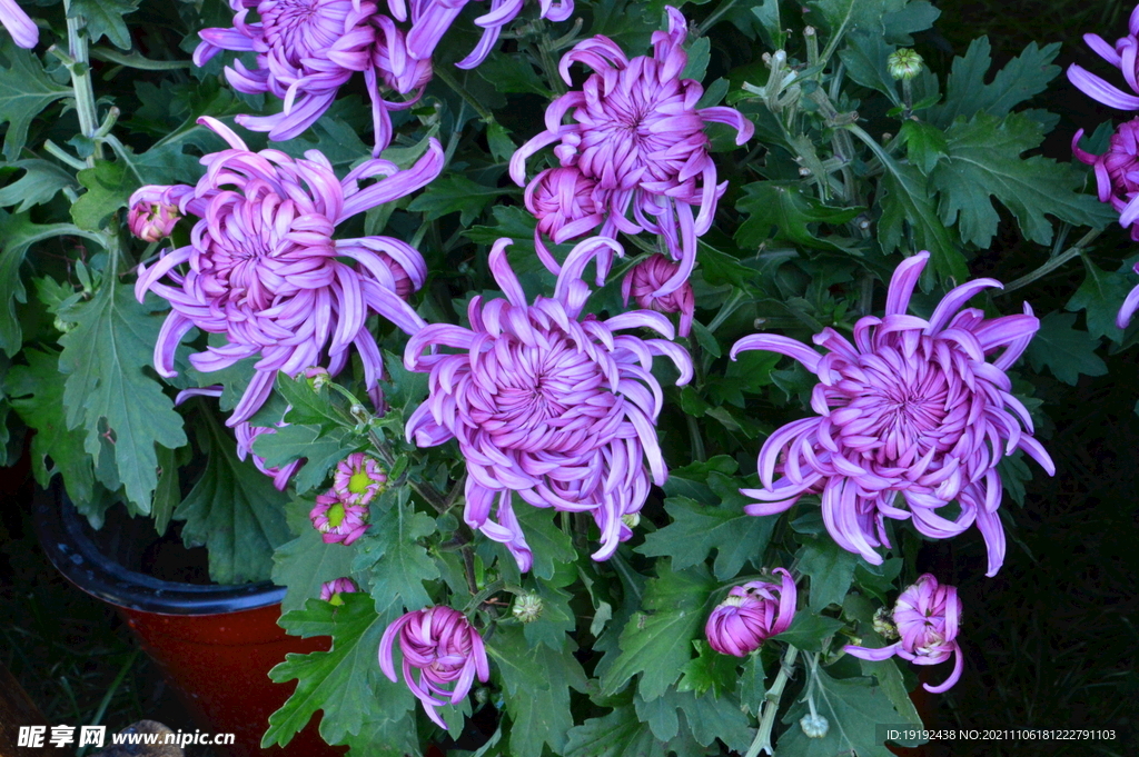 菊花 