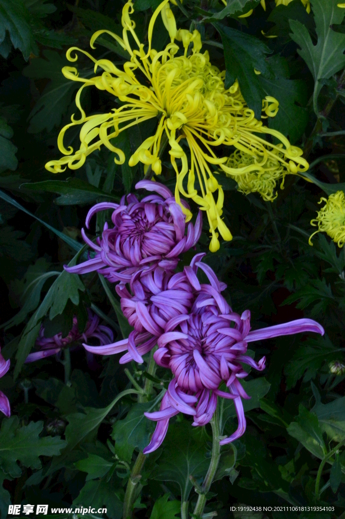 菊花 